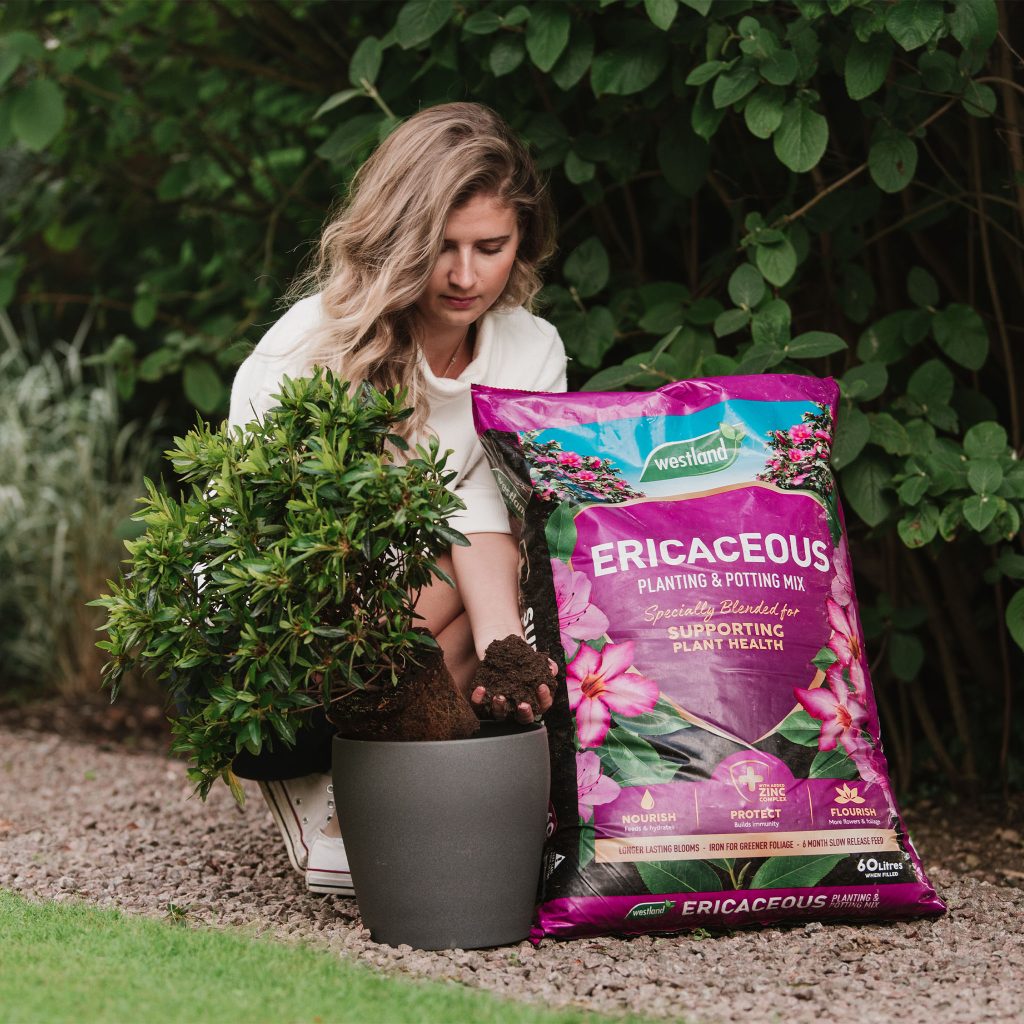 using ericaceous compost