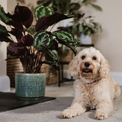 <h2><span style="font-size: 12pt; color: #ffffff;"><strong>Pet-friendly houseplants...</strong></span></h2>