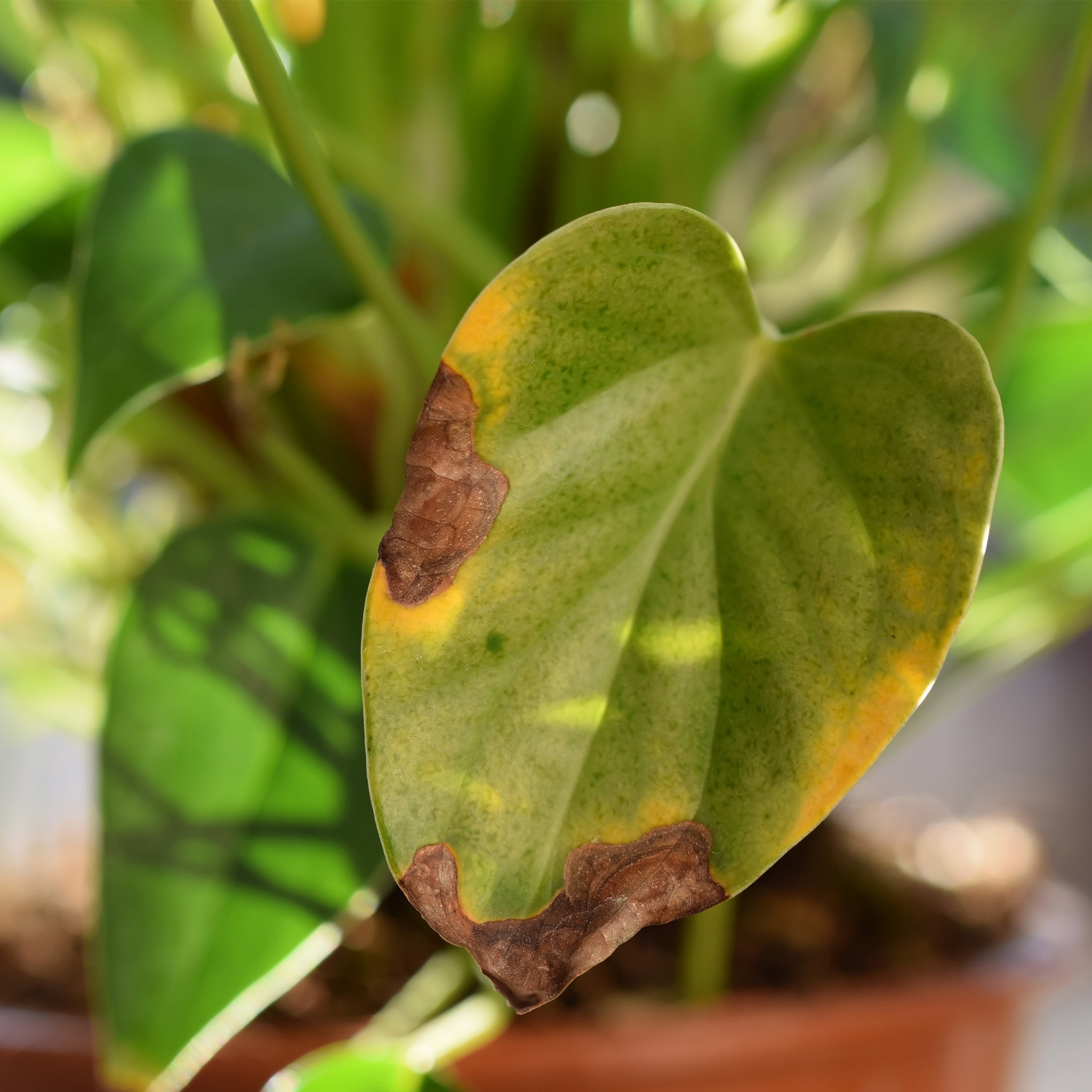 houseplant pests 