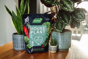 houseplant potting mix on table surrounded by houseplants