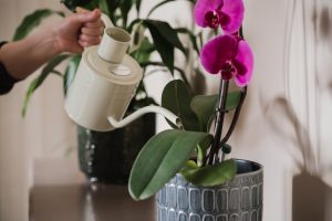watering an orchid