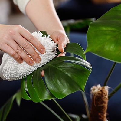 <h2><span style="font-size: 12pt;"><strong><span style="color: #ffffff;">Common houseplant problems...</span></strong></span></h2>