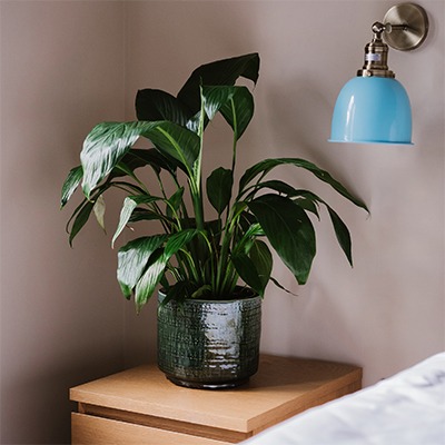 <h2><span style="font-size: 12pt;"><strong><span style="color: #ffffff;">Air-purifying houseplants&#8230;.</span></strong></span></h2>
