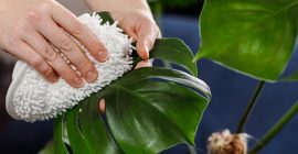 Common houseplant problems & how to solve them