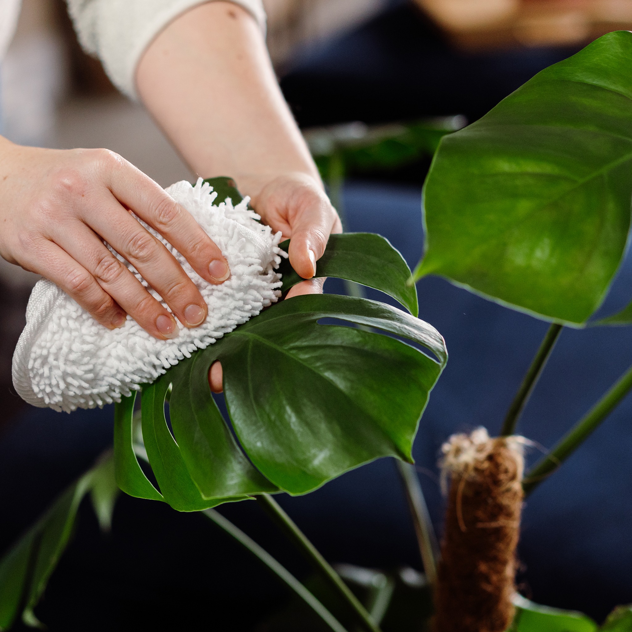 cleaning pests of monstera