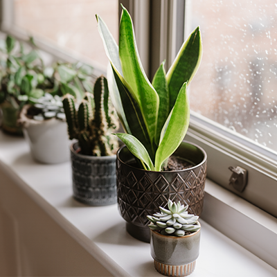 <h2><span style="font-size: 12pt; color: #ffffff;"><strong>Easy to care for houseplants...</strong></span></h2>