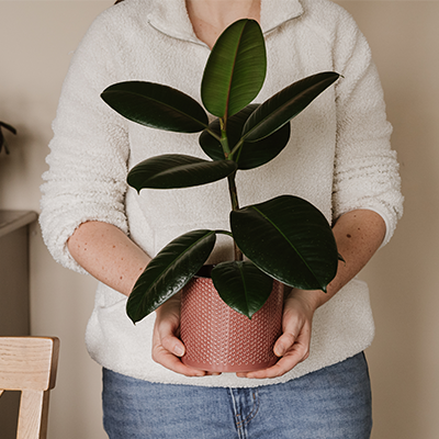<h2><span style="font-size: 12pt; color: #ffffff;"><strong>Top 10 houseplants...</strong></span></h2>