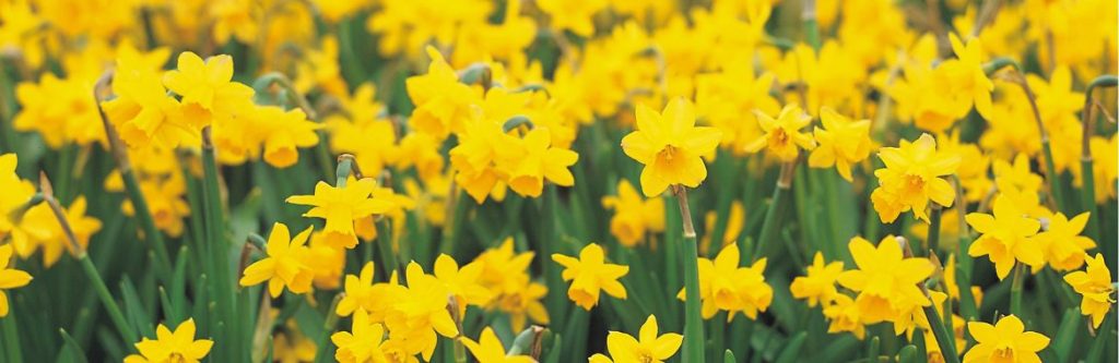 Essential Gardening for March