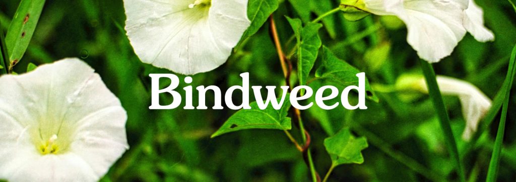 bindweed 
