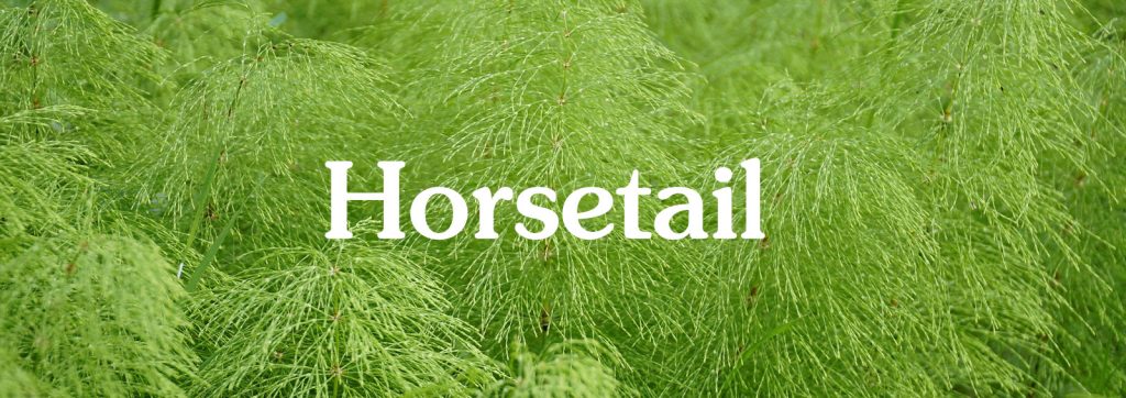 horsetail