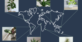 houseplants map