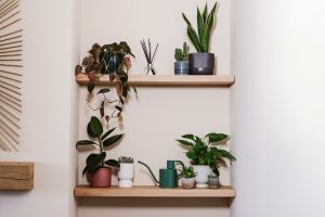 houseplants displayed on shelving in living room