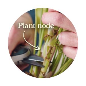 diagram of a plant node