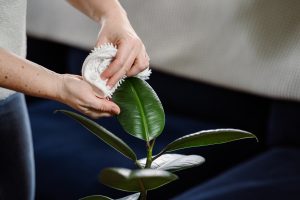 cloth wiping the leaves of a rubber plant