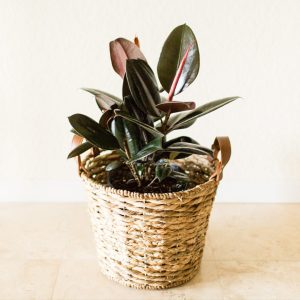 rubber plant