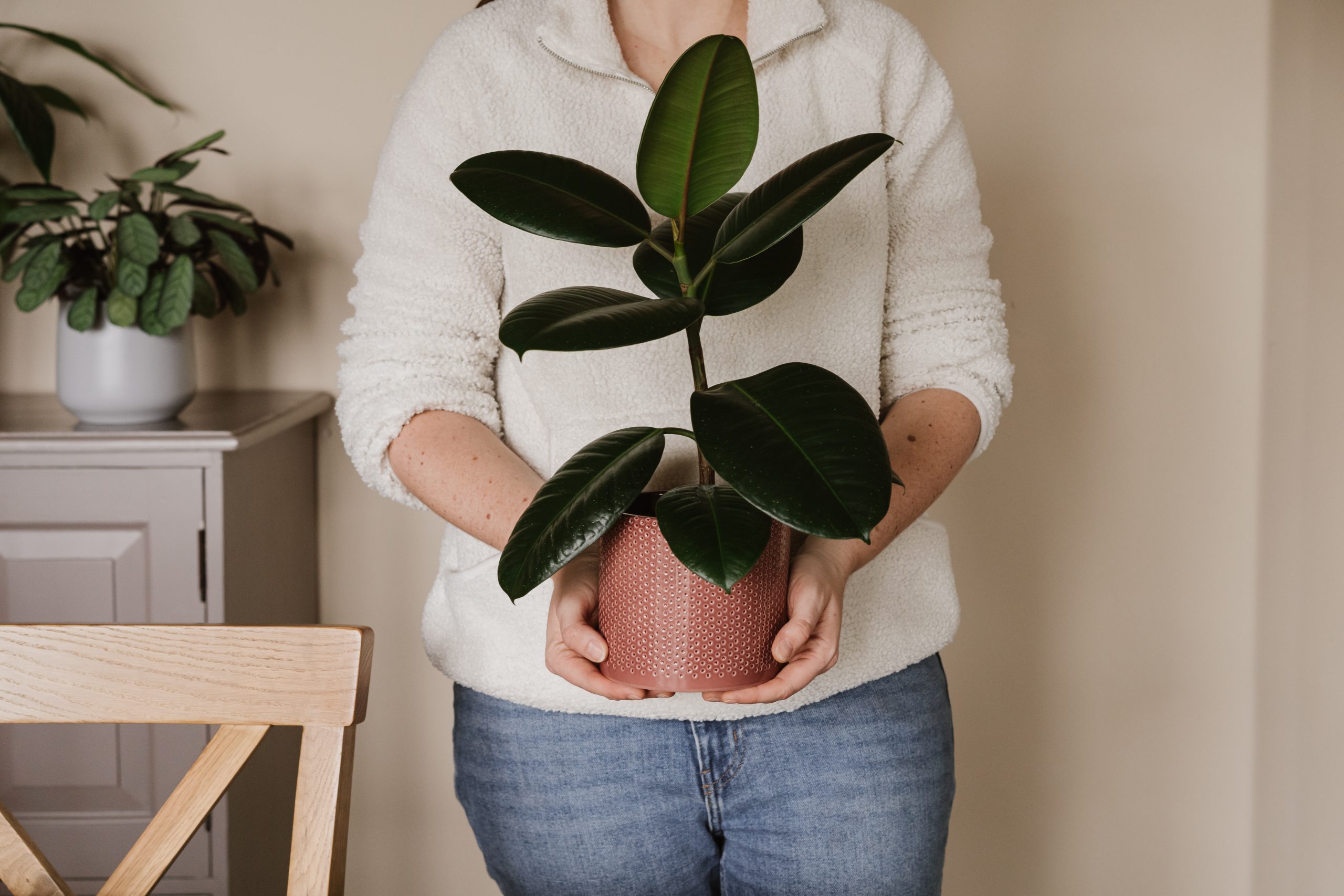 Rubber Plants: The Ultimate Low-Maintenance Houseplants - Garden Health