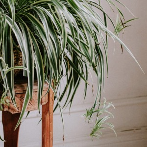 spider plant babies