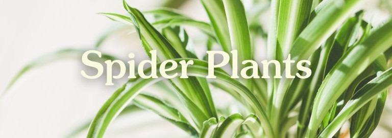 spider plant banner