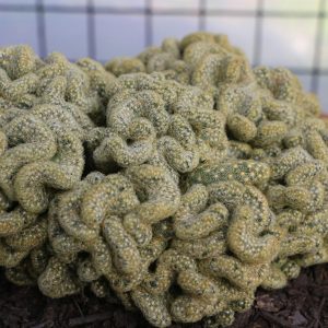brain cactus