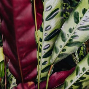 calathea leaves