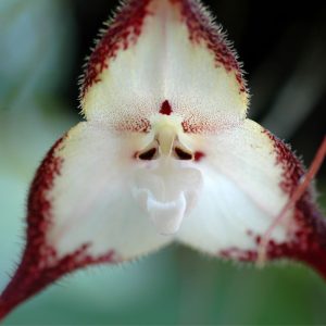 Dracula orchid