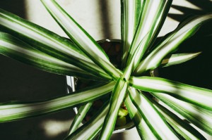 spider plant