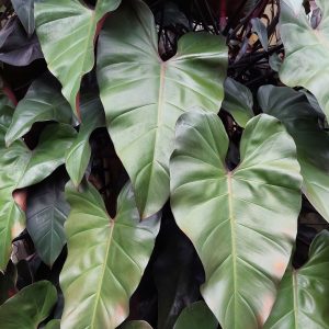 Philodendron