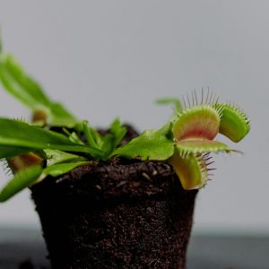 venus fly trap