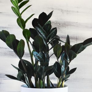 zz plant