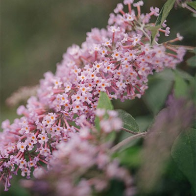 <h2><span style="font-size: 12pt; color: #ffffff;"><strong>Best Summer Flowers for your Garden</strong></span></h2>