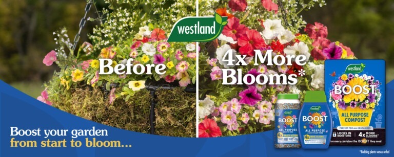 Boost hanging basket graphic