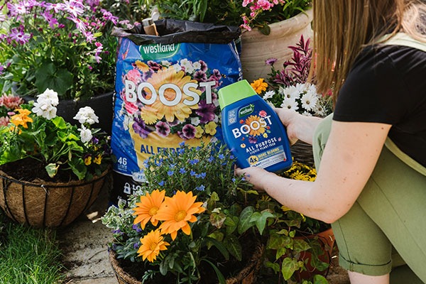 boost plant feed and compost next to hanging basket