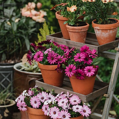 <h2><span style="font-size: 12pt; color: #ffffff;"><strong>Composts for Pots and Containers</strong></span></h2>