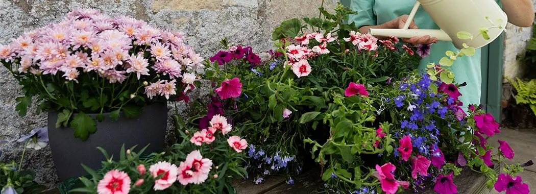 Essential Gardening for June
