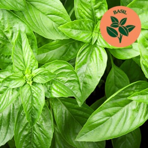 basil