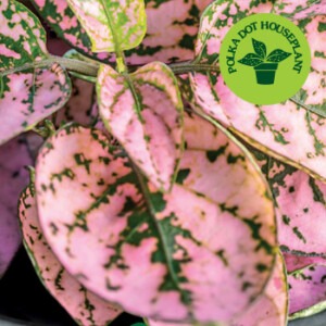 polka dot houseplant