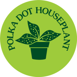 polka dot houseplant