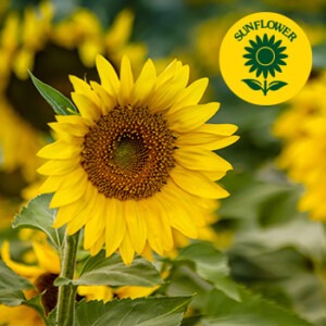 sunflower