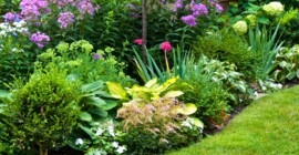 How to Care for your Summer Perennials