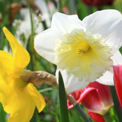 How to create stunning spring bulb displays