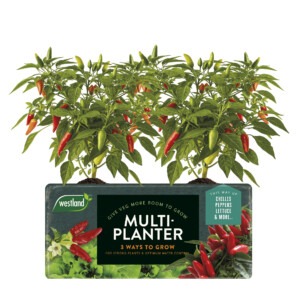 westland multi-planter growbag with chillies
