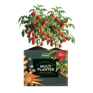 westland multi-planter growbag with tomatoes