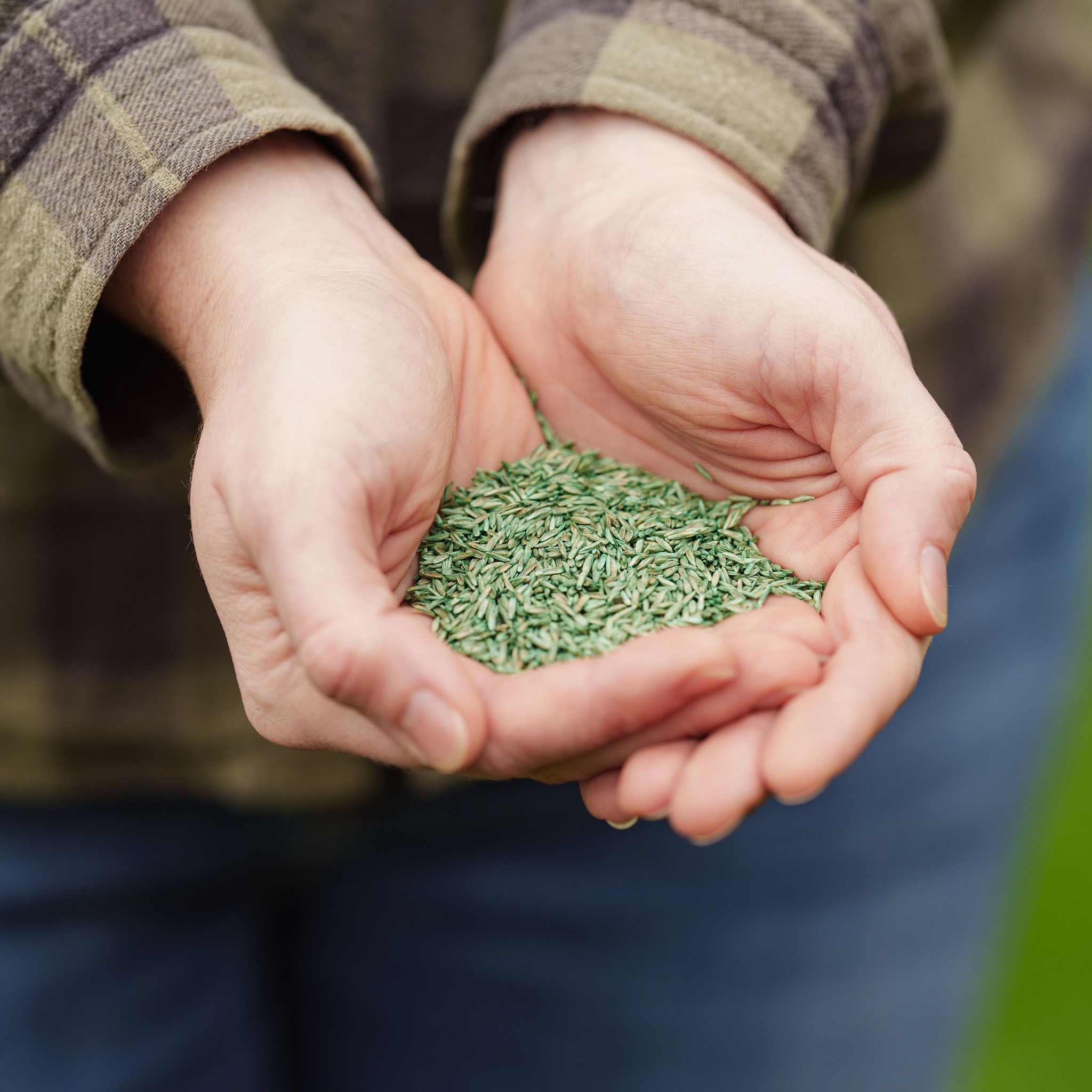 Westland puregreen lawn seed in hands