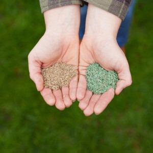 Westland puregreen lawn seed in hands compared to standard lawn seed