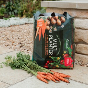 westland multi-planter on patio