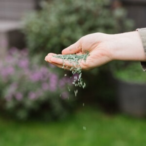 Westland puregreen lawn seed in hands