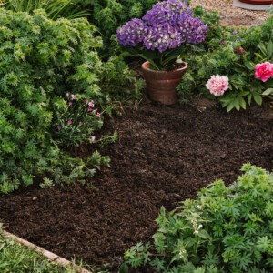 westland organic gold mulch in border