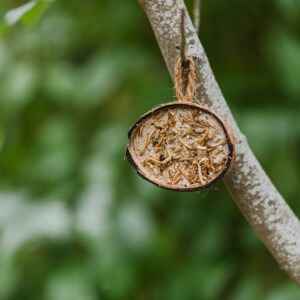 Gardman Supreme Coconut Feeder with mealworms hanging in tree