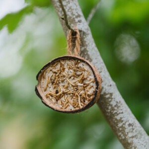 Gardman Supreme Coconut Feeder with mealworms hanging in tree