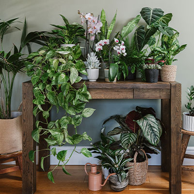 How to care for houseplants in autumn